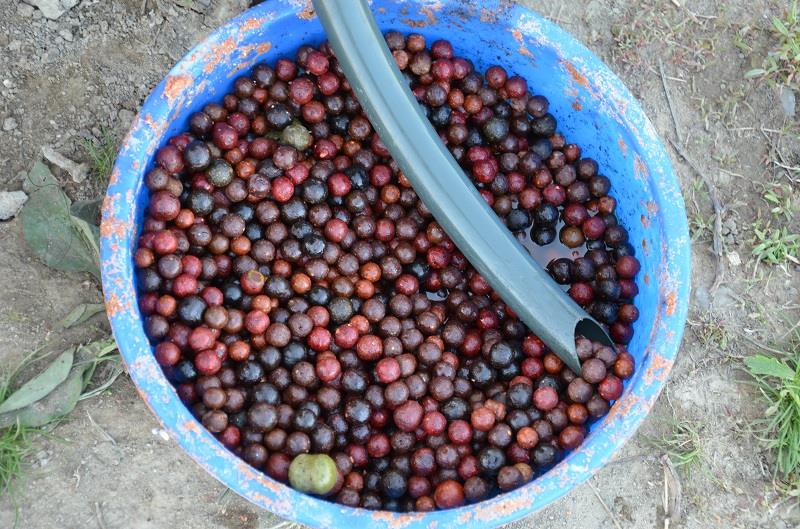 Desfasurare CN APCR Arrow Sarulesti 27 aprilie - 2 mai 2013 - dsc9143.JPG